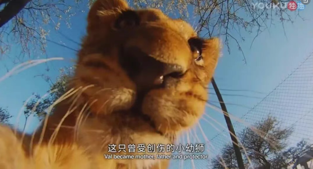 图片[2]-纪录片《拯救希尔加》珍藏版全6集，官方英语中英双字 百度云资源-