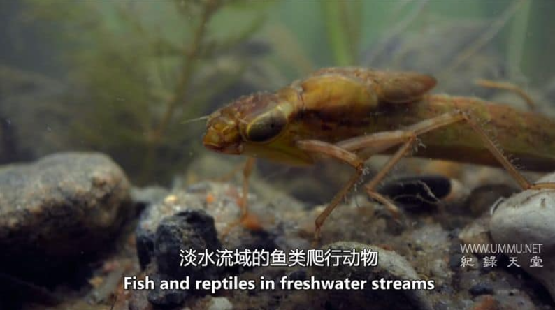 《虫临天下》(Bugs That Rule the World) BBC纪录片全4集 [中英双字] 高清全集百度网盘下载-