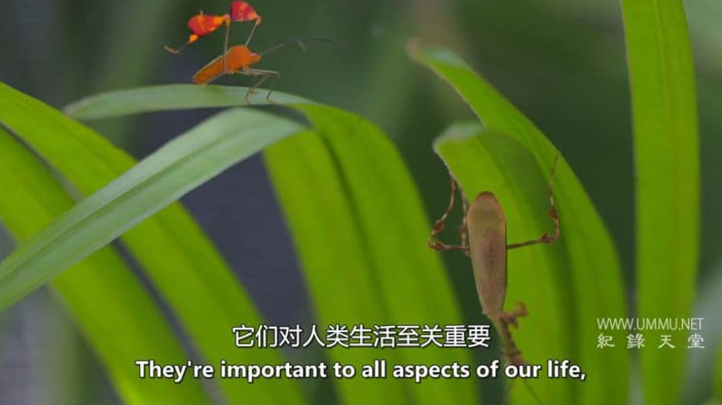 图片[2]-《虫临天下》(Bugs That Rule the World) BBC纪录片全4集 [中英双字] 高清全集百度网盘下载-