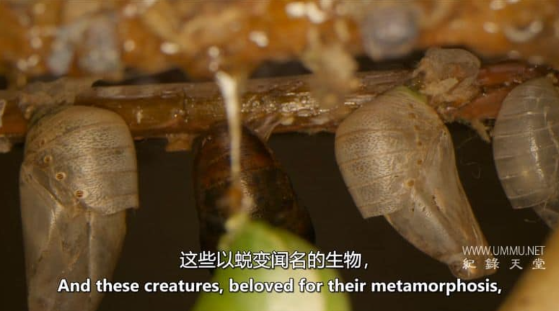 图片[3]-《虫临天下》(Bugs That Rule the World) BBC纪录片全4集 [中英双字] 高清全集百度网盘下载-