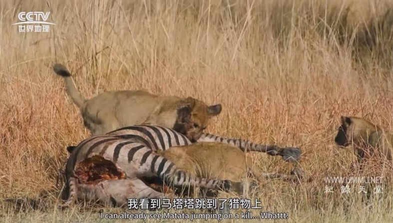 《大猫全实录 Big Cats 24/7》2024年 BBC纪录片 [中英双字] 全集高清下载-