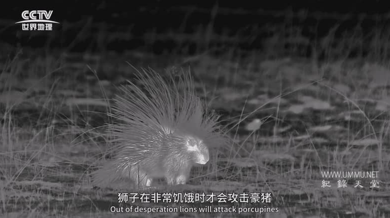 图片[2]-《大猫全实录 Big Cats 24/7》2024年 BBC纪录片 [中英双字] 全集高清下载-