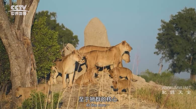 图片[3]-《大猫全实录 Big Cats 24/7》2024年 BBC纪录片 [中英双字] 全集高清下载-