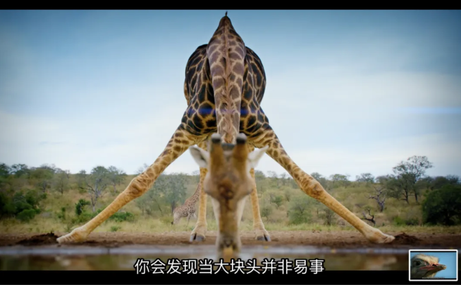 图片[2]-《终极巨兽：世界上最大的动物》2018 英国BBC央视合作 [自然纪录片] 中英双字高清下载-