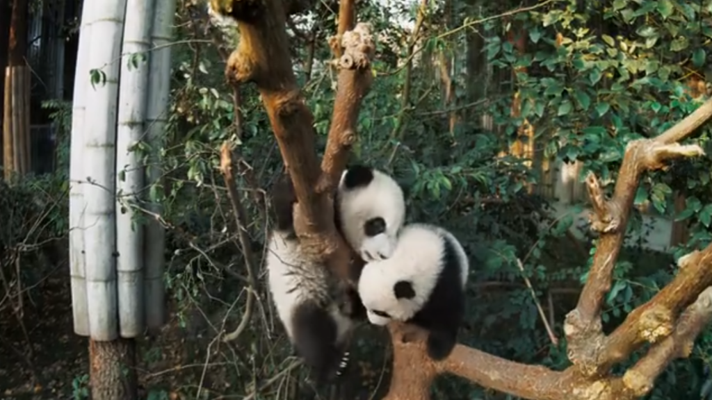 纪录片《制造大熊猫 Making Pandas》2018 高清资源下载-