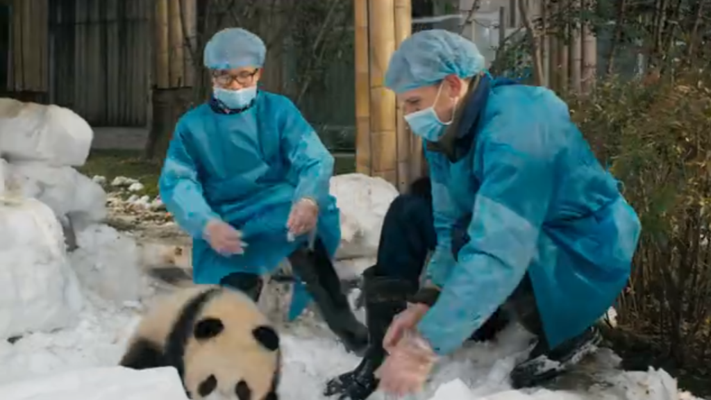 图片[2]-纪录片《制造大熊猫 Making Pandas》2018 高清资源下载-