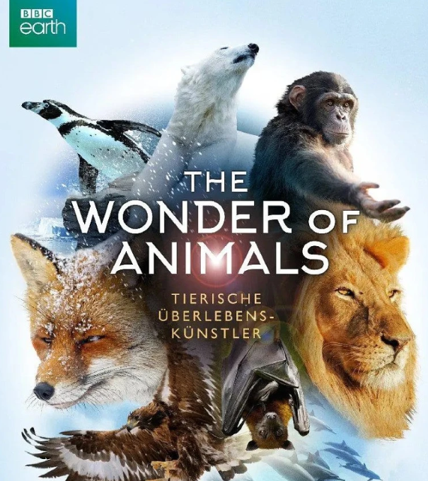 BBC纪录片《神奇动物大揭秘 The Wonder of Animals》2014 全12集 [高清中英双字] 网盘下载-