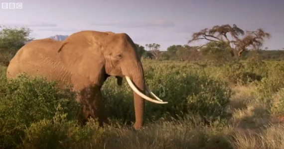 图片[3]-BBC纪录片《神奇动物大揭秘 The Wonder of Animals》2014 全12集 [高清中英双字] 网盘下载-