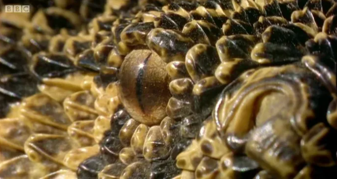 图片[2]-BBC纪录片《神奇动物大揭秘 The Wonder of Animals》2014 全12集 [高清中英双字] 网盘下载-