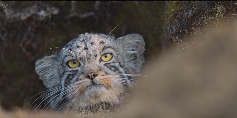 纪录片《雪豹女王 La Panthère des neiges》 (2021)  全1集1080P网盘资源-玩嗨助吧网