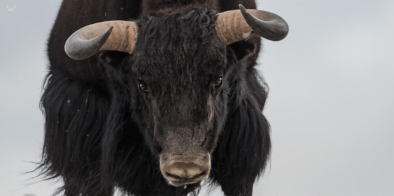 图片[3]-纪录片《雪豹女王 La Panthère des neiges》 (2021)  全1集1080P网盘资源-玩嗨助吧网