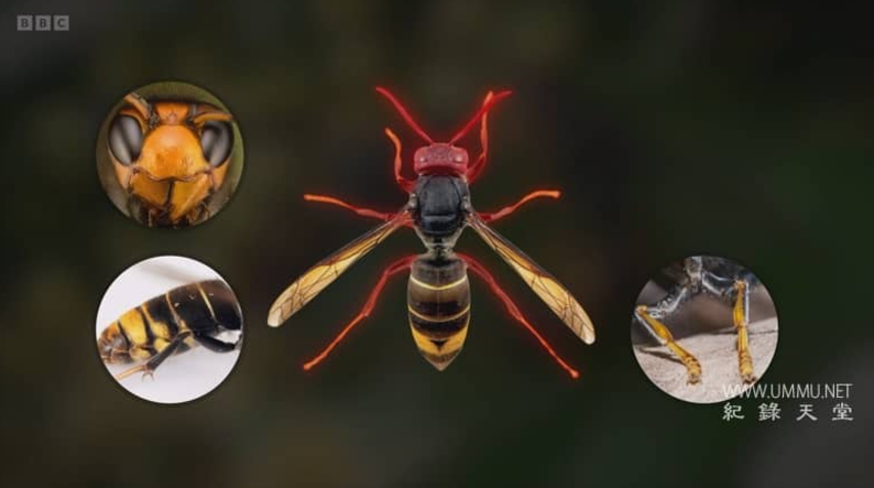 图片[2]-《大黄蜂杀手 The Killer Hornets》 (2024) BBC自然纪录片【367MB】高清资源-玩嗨助吧网