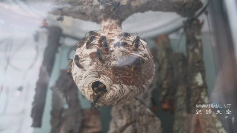 《大黄蜂杀手 The Killer Hornets》 (2024) BBC自然纪录片【367MB】高清资源-玩嗨助吧网