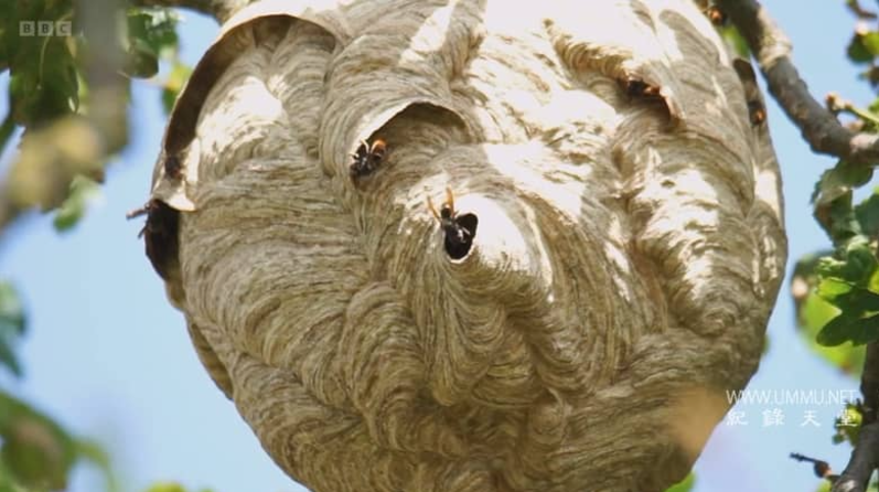 图片[3]-《大黄蜂杀手 The Killer Hornets》 (2024) BBC自然纪录片【367MB】高清资源-玩嗨助吧网