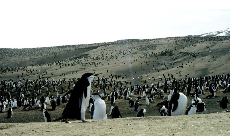 图片[2]-《地球脉动 第二季 Planet Earth Season 2》 (2016) 英国BBC纪录片【全6集 中英双字/11G】蓝光资源下载-玩嗨助吧网