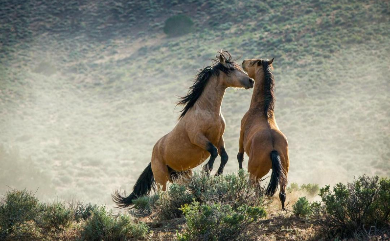 图片[4]-《地球脉动 第二季 Planet Earth Season 2》 (2016) 英国BBC纪录片【全6集 中英双字/11G】蓝光资源下载-玩嗨助吧网