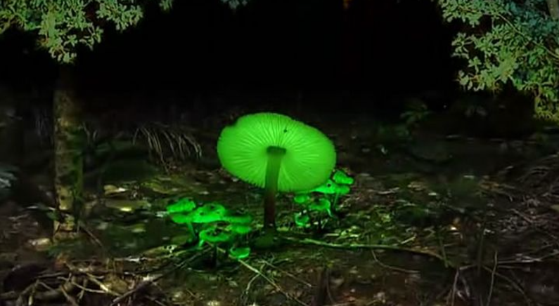 图片[3]-【纪录片】《了解你的蘑菇 Know Your Mushrooms》 (2008)单集全网盘下载-玩嗨助吧网