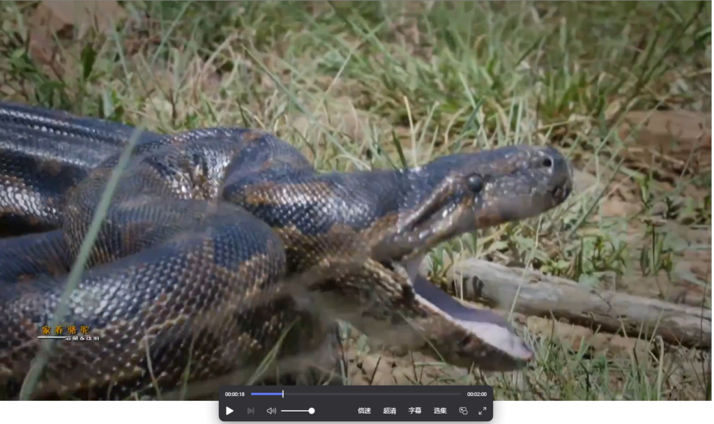 图片[3]-记录片《武则素珍 Queen of the Pythons 》(2019)全1集 – 探秘非洲蟒蛇女王的传奇人生-玩嗨助吧网