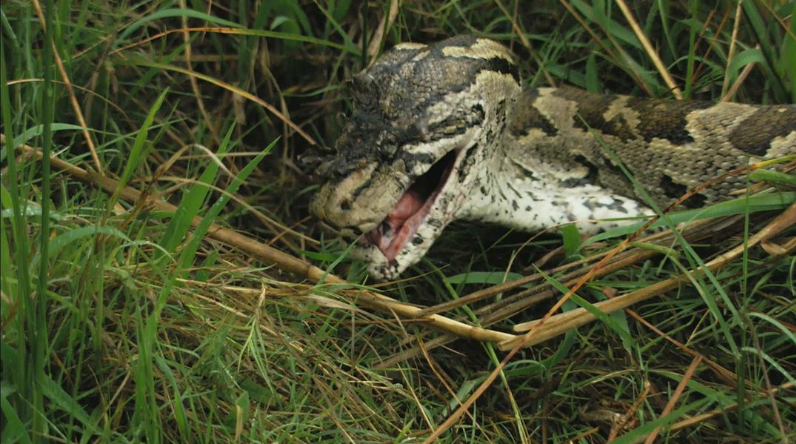 记录片《武则素珍 Queen of the Pythons 》(2019)全1集 - 探秘非洲蟒蛇女王的传奇人生-玩嗨助吧网