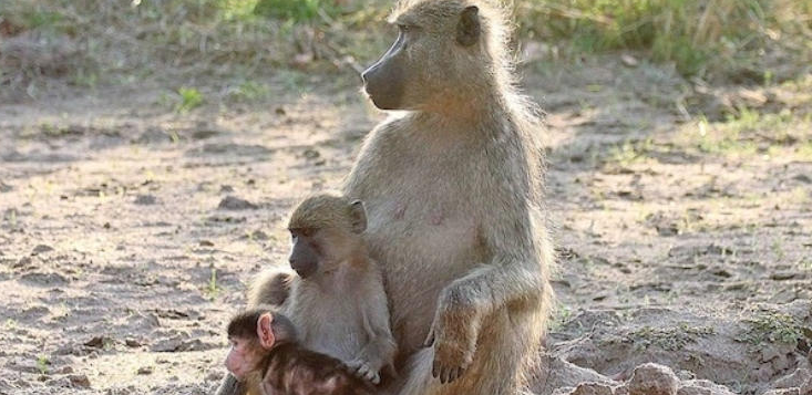 《狒狒成长日记 The Clan of the Baby Baboon》 (2018) CCTV自然纪录片【单集全/3.2G】网盘下载-玩嗨助吧网