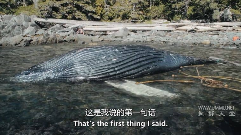 《鲸鱼和乌鸦 The Whale and the Raven》 (2019) 中英双字网盘下载【4GB】-玩嗨助吧网