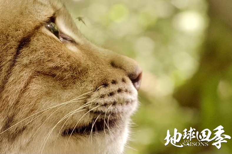 《地球四季 Les saisons》 (2015) 单集全/中英双字高清资源下载-玩嗨助吧网