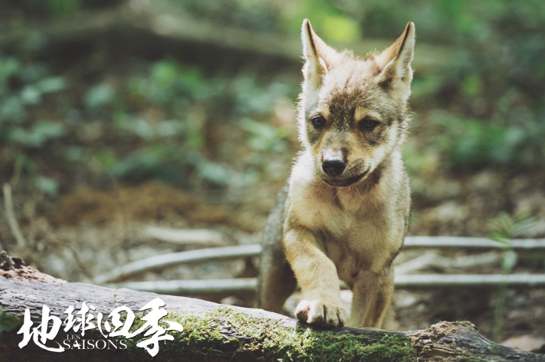 图片[3]-《地球四季 Les saisons》 (2015) 单集全/中英双字高清资源下载-玩嗨助吧网