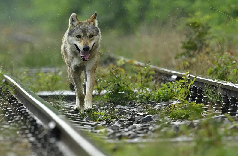 《狼之旅 L’Odyssée du Loup》 (2019) 法国自然纪录片【单集全/MP4/1.37G】高清资源下载-玩嗨助吧网