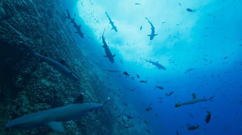 图片[4]-《我们的海洋 Our Oceans》 (2024) Netflix自然纪录片【全5集/英语多国字幕/15G】高清资源下载-玩嗨助吧网