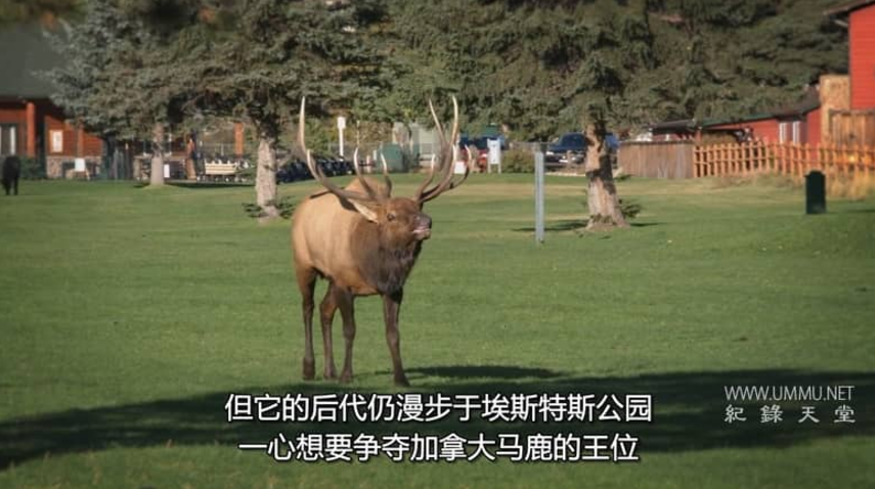 《美国动物百科 United States of Animals》全12集【多国语言字幕/无水印/720P】纯净版资源下载-玩嗨助吧网
