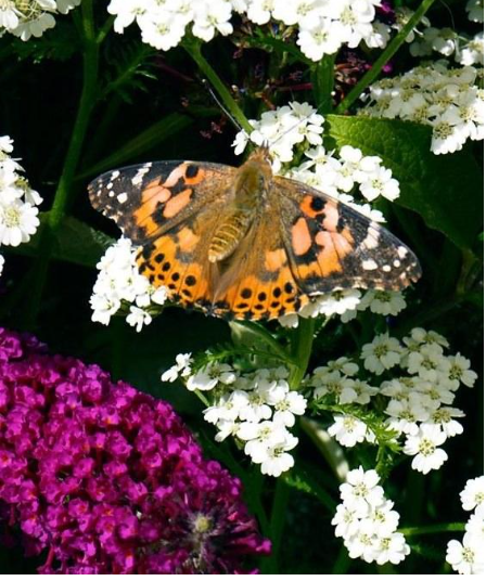 图片[2]-《蝴蝶大冒险 The Great Butterfly Adventure》 (2016) 英国BBC自然纪录片【单集全】高清资源下载-玩嗨助吧网