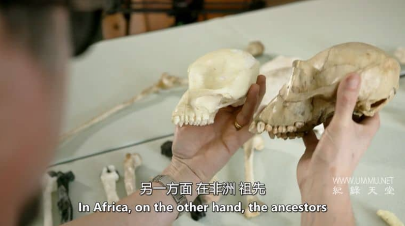 图片[3]-《走出欧洲：人类进化的新故事 Out of Europe》 (2020) 英国自然类纪录片【单集全】高清资源下载-玩嗨助吧网