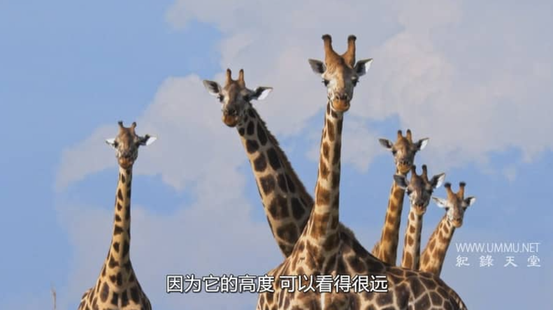 营救长颈鹿之漫漫归途 Saving Giraffes (2022) 国家地理纪录片 | 单集全/英语中字-玩嗨助吧网
