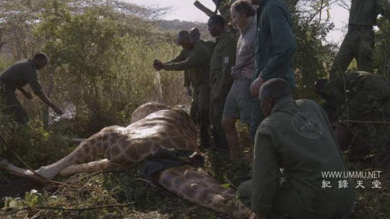 图片[3]-营救长颈鹿之漫漫归途 Saving Giraffes (2022) 国家地理纪录片 | 单集全/英语中字-玩嗨助吧网