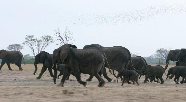 《大象 Elephant》 (2020) 美国Disney自然纪录片【单集全】高清资源下载-玩嗨助吧网