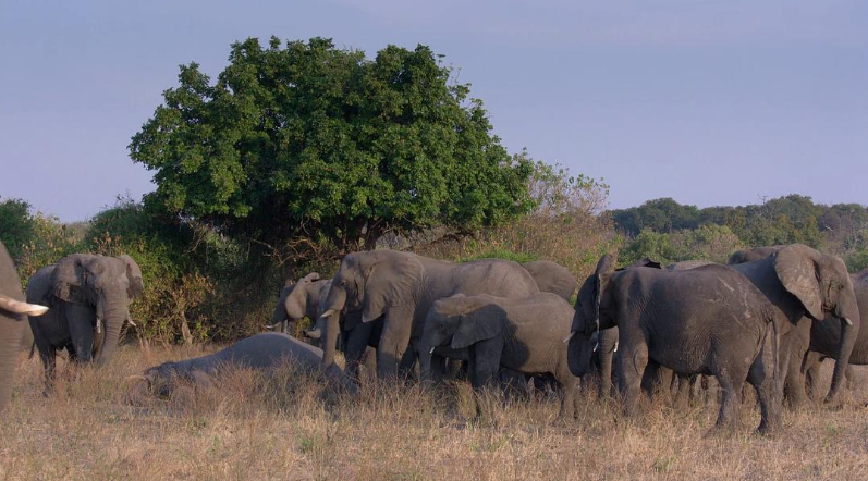 图片[4]-《大象 Elephant》 (2020) 美国Disney自然纪录片【单集全】高清资源下载-玩嗨助吧网