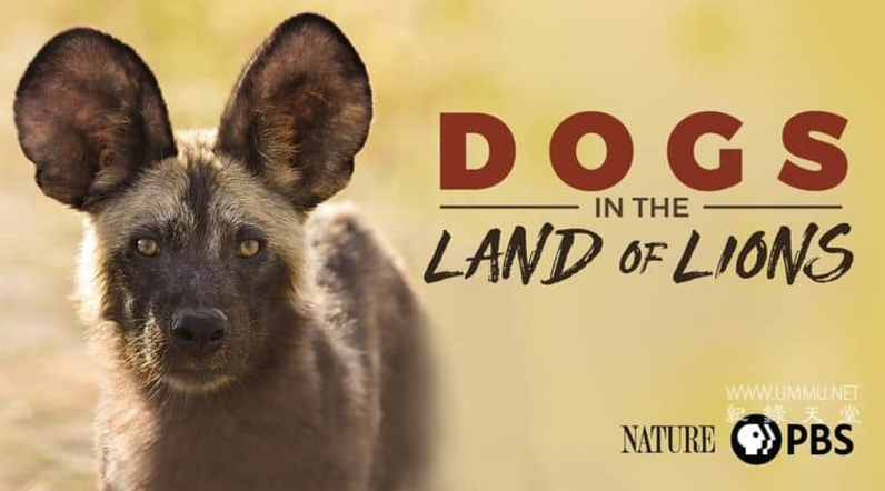 《群狗逐狮 Dogs in the Land of Lions》 (2018) 美国PBS纪录片【单集全/英语中字/2G】高清资源下载-玩嗨助吧网