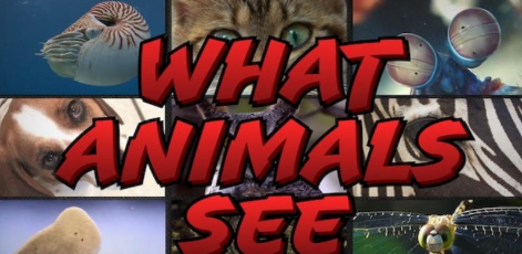 《动物视界 What Animals See》 (2022) 美国自然纪录片【英语内嵌中英双字/1080P】高清资源下载-玩嗨助吧网