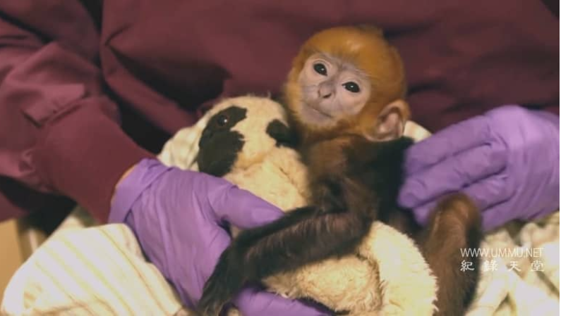 图片[4]-《逃离灭绝 Escape from Extinction》 (2020) 英国BBC纪录片【单集全/英语中英双字/1080P/1.5G】无水印纯净版-玩嗨助吧网