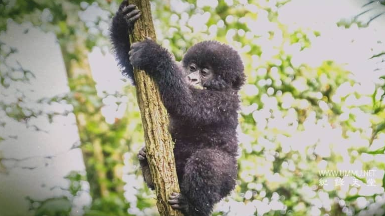 《逃离灭绝 Escape from Extinction》 (2020) 英国BBC纪录片【单集全/英语中英双字/1080P/1.5G】无水印纯净版-玩嗨助吧网