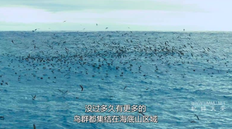 图片[4]-《摄影师贝尔蒂与海豚零距离 Dolphins Up Close with Bertie Gregory》 (2025) 国家地理纪录片【单集全/英语多国字幕/4K/5.5G】无水印纯净版-玩嗨助吧网