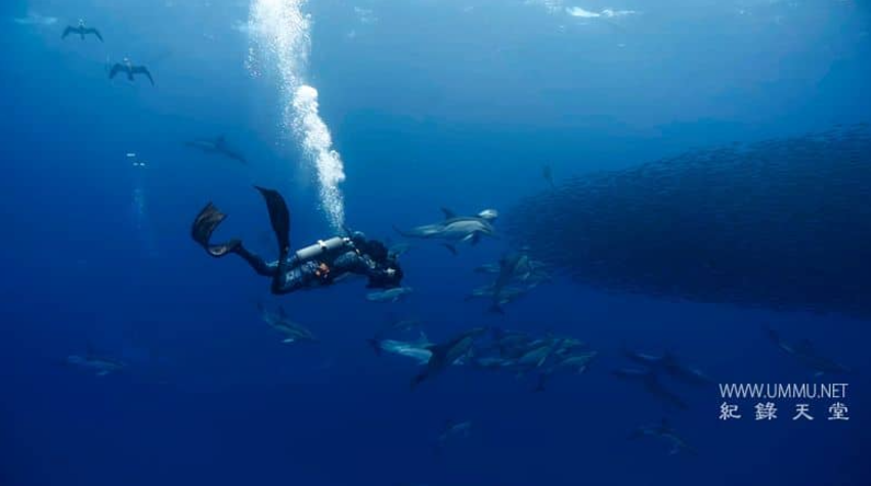 《摄影师贝尔蒂与海豚零距离 Dolphins Up Close with Bertie Gregory》 (2025) 国家地理纪录片【单集全/英语多国字幕/4K/5.5G】无水印纯净版-玩嗨助吧网