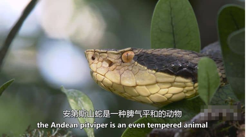 《玻利维亚的未知之蛇 The Unknown Snake of Bolivia》 (2018) 美国自然纪录片【全2集/中英双字】高清资源下载-玩嗨助吧网