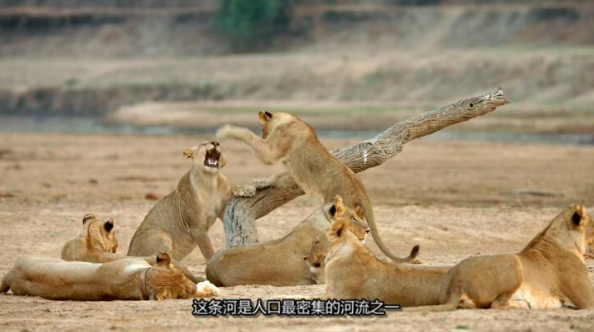 图片[4]-非洲猎手 第2-3季 (2018)【全12集中英双字】- 草原霸主生存之战全纪录-玩嗨助吧网