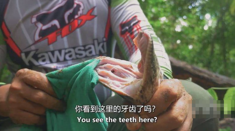 《马来西亚蛇类守护者 The Malaysian Snake Guardian》 (2018) 【单集全/中英双字/1080P】高清资源下载-玩嗨助吧网