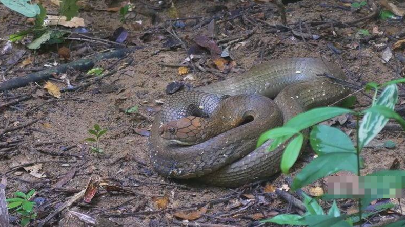 图片[4]-《马来西亚蛇类守护者 The Malaysian Snake Guardian》 (2018) 【单集全/中英双字/1080P】高清资源下载-玩嗨助吧网