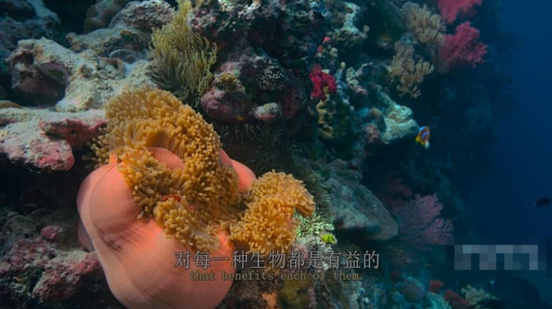 《最后的珊瑚礁 The Last Reef: Cities Beneath the Sea》 (2012) 美国自然纪录片【单集全/中英双字】高清资源下载-玩嗨助吧网