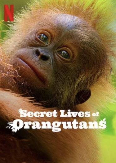 《红毛猩猩的秘密生活 Secret Lives of Orangutans》 (2024) 英国BBC纪录片【单集全/英语多国字幕】高清资源下载-玩嗨助吧网