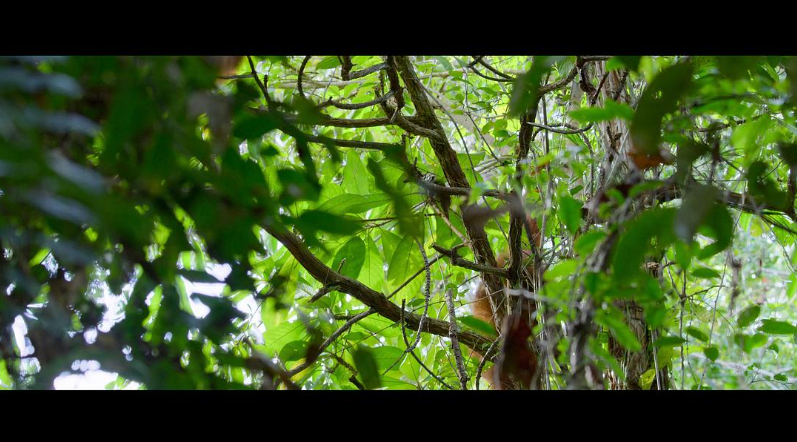 图片[2]-《红毛猩猩的秘密生活 Secret Lives of Orangutans》 (2024) 英国BBC纪录片【单集全/英语多国字幕】高清资源下载-玩嗨助吧网