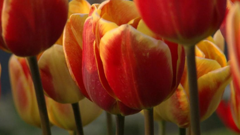 《植物的欲望 The Botany of Desire》 (2009) 美国自然纪录片【单集全/中英双字】高清资源下载-玩嗨助吧网